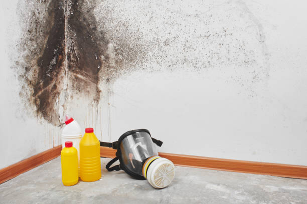 Best Certified Mold Removal  in Clay, KY