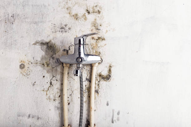 Best Residential Mold Removal  in Clay, KY