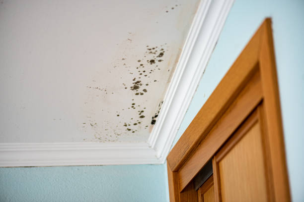 Best Best Mold Removal Companies  in Clay, KY