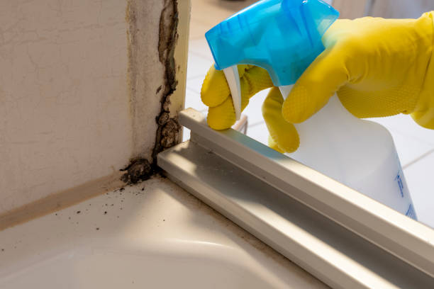 Best Fast Mold Removal  in Clay, KY