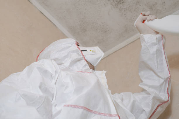 Mold Testing and Removal in Clay, KY