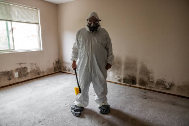 Best Affordable Mold Removal  in Clay, KY