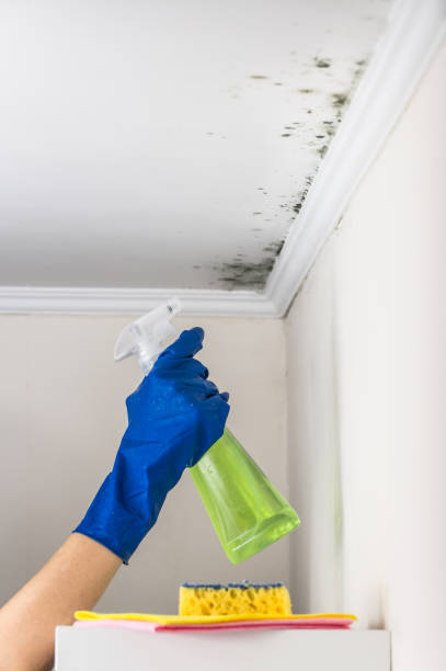 Best Toxic Mold Removal  in Clay, KY